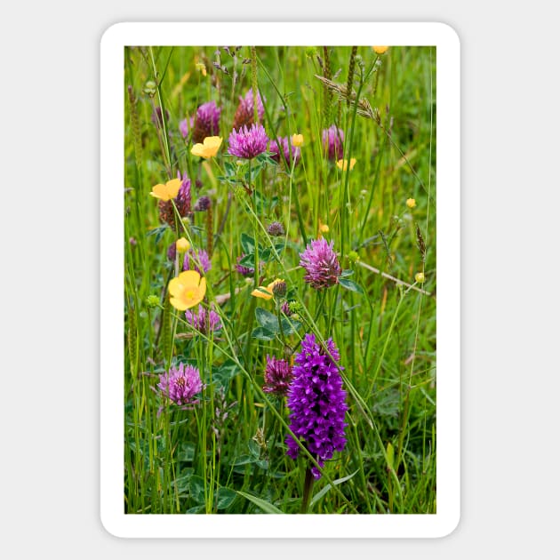 English Wild Flower Meadow Sticker by Violaman